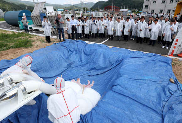 ASF 돼지 살처분은 이렇게