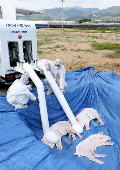 ASF 돼지 살처분은 이렇게