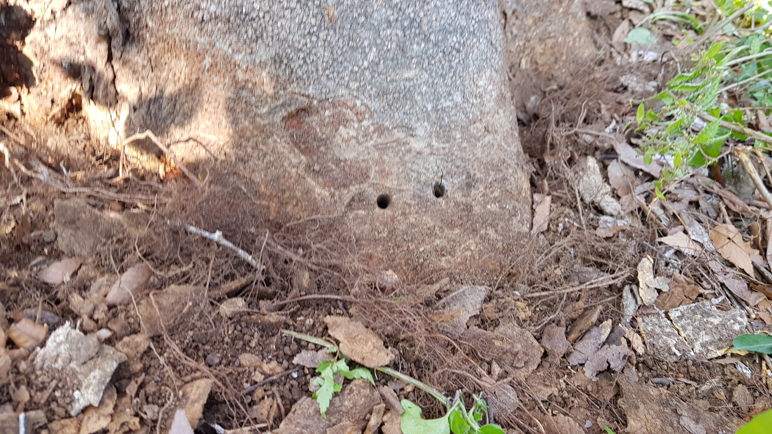 김포시 통진읍 귀전리 212-4 번지 140년 된 느티나무 밑둥에 독극물을 투입한 것으로 추정되는 구멍이 뚫려 있다.