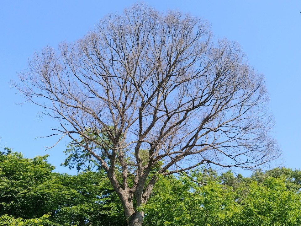 경자매마을 뒷산일대 나무들이 녹음으로 우거졌으나 보호수 느티나무만 유난히 이파리 한장 보이지 않고 말라죽어 있다.