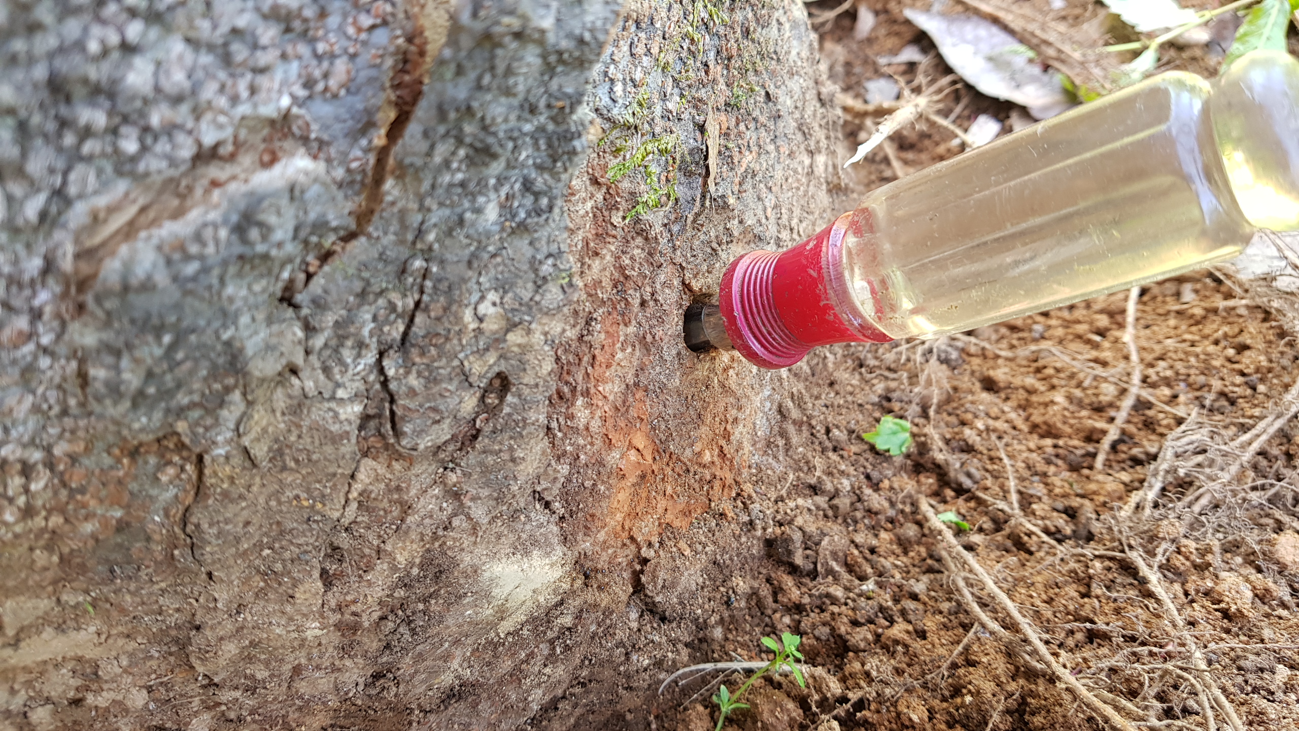 길이 15센티가량 되는 드라이버가 쑥 들어갈 정도로 깊게 파인 느티나무 보호수. 이러한 구멍이 나무 전체에 고루 14개가 뚫려 있다.