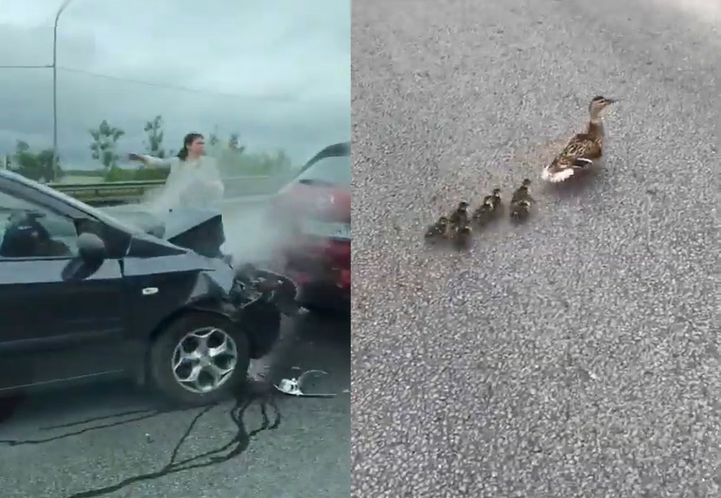 고속도로를 건너려던 8마리 오리가족을 살리려다 하마터면 큰 봉변을 당할 뻔한 모습(유튜브 영상 캡처)