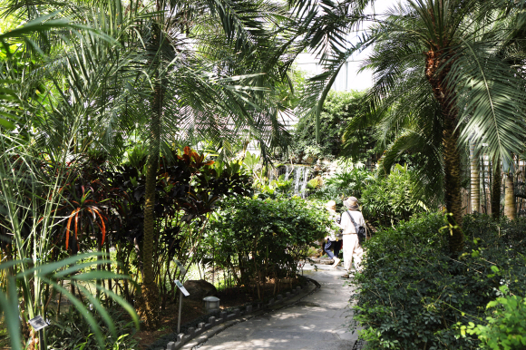 열대 및 아열대식물 250여종을 보존하는 한밭수목원 내 열대식물원.