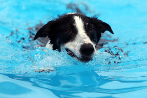 물살 가르는 견공