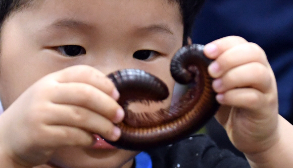 23일 서울 세텍에서 열린 대한민국 애완곤충경진대회에서 어린이들이 대형지네를  바라보고 있다. 2019.6.23 박지환기자 popocar@seoul.co.kr