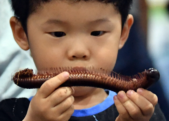 23일 서울 세텍에서 열린 대한민국 애완곤충경진대회에서 어린이들이 대형지네를  바라보고 있다. 2019.6.23 박지환기자 popocar@seoul.co.kr