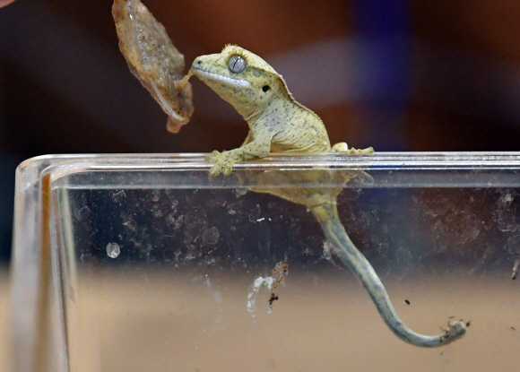 23일 서울 세텍에서 열린 대한민국 애완곤충경진대회에서 어린이들이 카멜레온을  바라보고 있다. 2019.6.23 박지환기자 popocar@seoul.co.kr