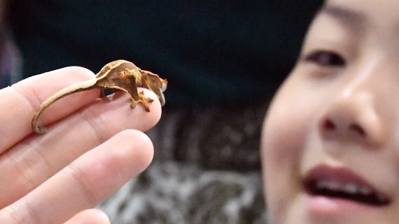 23일 서울 세텍에서 열린 대한민국 애완곤충경진대회에서 어린이들이 카멜레온을  바라보고 있다. 2019.6.23 박지환기자 popocar@seoul.co.kr