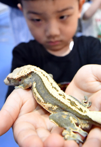 23일 서울 세텍에서 열린 대한민국 애완곤충경진대회에서 어린이들이 카멜레온을  바라보고 있다. 2019.6.23 박지환기자 popocar@seoul.co.kr