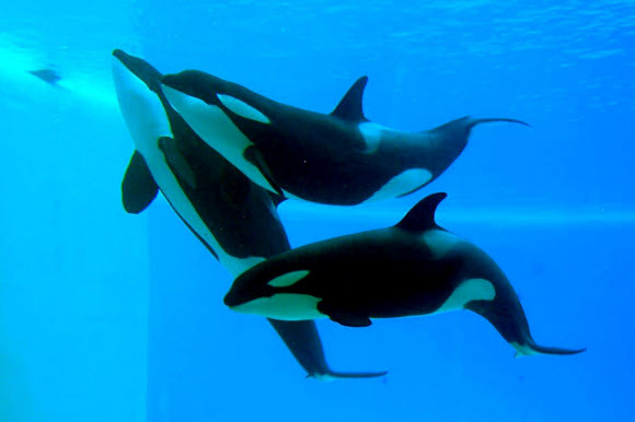 로로 파르크 동물원이 24일(현지시간) 스페인 카나리아 제도의 테네리페 푸에르토 드 라 크루즈에서 포착된 범고래 사진을 공개했다. 로로 파르크 동물원은 범고래가 말다툼을 벌인 후의 행위를 보여주는 ‘동물 생물학’의 최근 연구를 발표했다. 두 마리의 범고래는 말다툼 후에 실제로 물지 않고 서로의 혀를 꼬집는 습관이 있다. EPA 연합뉴스