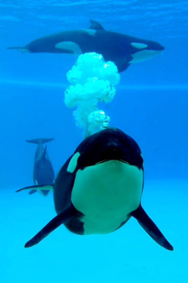 로로 파르크 동물원이 24일(현지시간) 스페인 카나리아 제도의 테네리페 푸에르토 드 라 크루즈에서 포착된 범고래 사진을 공개했다. 로로 파르크 동물원은 범고래가 말다툼을 벌인 후의 행위를 보여주는 ‘동물 생물학’의 최근 연구를 발표했다. 두 마리의 범고래는 말다툼 후에 실제로 물지 않고 서로의 혀를 꼬집는 습관이 있다. EPA 연합뉴스