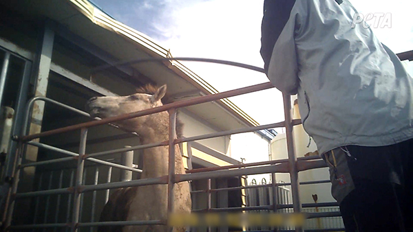 국제동물보호단체 페타(PETA)가 지난 21일 추가로 공개한 제주도 말 도축장 학대 영상 캡처. [페타 제공]