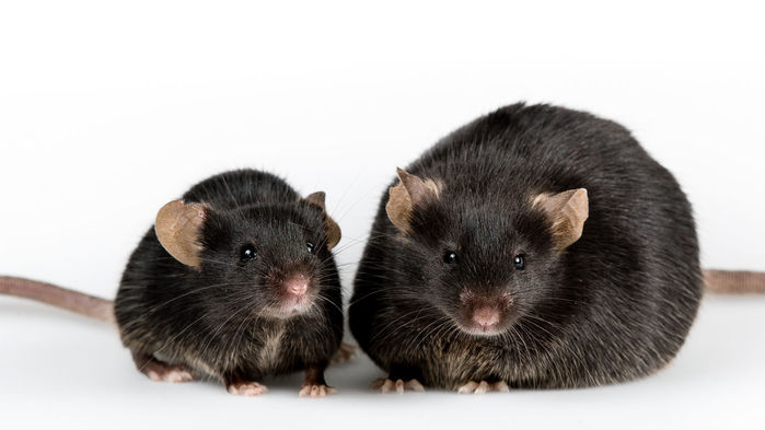 마른 생쥐가 달고 기름진 음식을 섭취해 비만한 쥐가 되면 먹이를 먹는 것을 조절하는 뇌와 신경세포가 변화돼 과식을 억제하지 못하게 된다. 결국 단 음식과 비만은 끊임없는 악순환을 불러일으킨다는 연구결과가 나왔다.  사이언스 제공