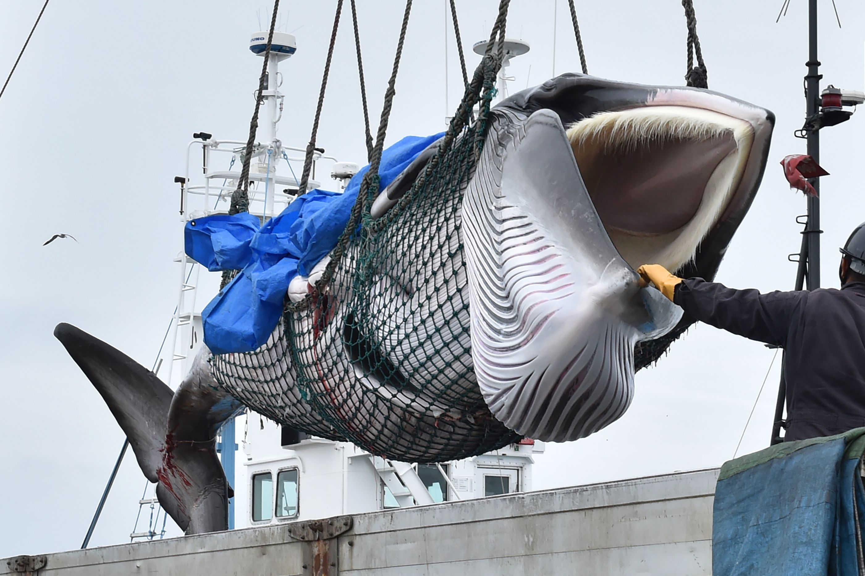 상업적 고래잡이 재개한 일본