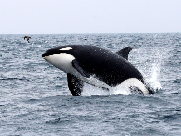 범고래가 1일 일본 홋카이도 근해에서 카메라에 포착됐다. 로이터 연합뉴스