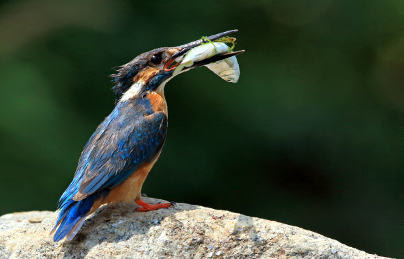 오찬 즐기는 물총새