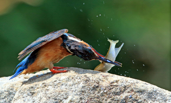 물총새의 사냥