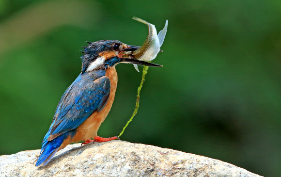 물총새의 여름나기