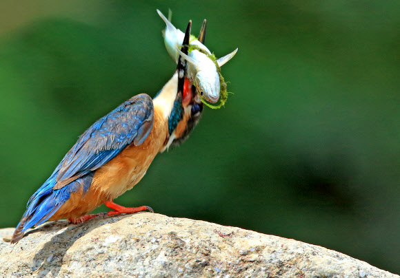 물고기 잡은 물총새