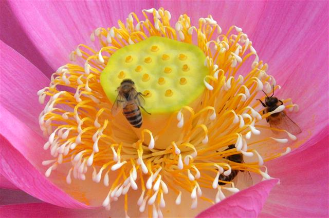 6일 경북 경주시 동부사적지 동궁과 월지에서 연꽃들이 활짝 꽃망울 터뜨리자 꿀벌들이 날아들고 있다. 2019.7.6 뉴스1