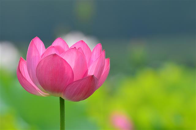 6일 경북 경주시 동부사적지 동궁과 월지에서 연꽃들이 활짝 꽃망울 터뜨리고 있다.  2019.7.6 뉴스1