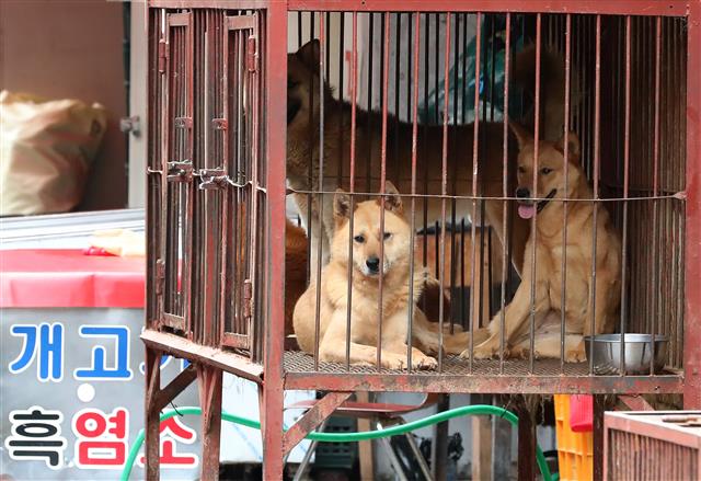 초복을 사흘 앞둔 9일 대구 북구 칠성시장 안쪽 개시장에 식용견이 철창에 갇혀 있다. 동물보호단체 회원들은 초복인 12일 정오부터 칠성시장에서 개시장 폐쇄를 촉구하고 개 도살 반대 집회를 예고해 상인들과 한차례 갈등이 예상된다. 2019.7.9 뉴스1