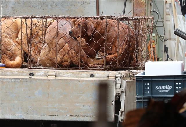 복을 사흘 앞둔 9일 대구 북구 칠성시장 안쪽 개시장에 식용견이 철창에 갇혀 있다. 동물보호단체 회원들은 초복인 12일 정오부터 칠성시장에서 개시장 폐쇄를 촉구하고 개 도살 반대 집회를 예고해 상인들과 한차례 갈등이 예상된다. 2019.7.9 뉴스1