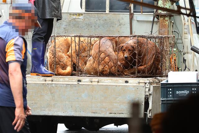 초복을 사흘 앞둔 9일 대구 북구 칠성시장 안쪽 개시장에 식용견이 철창에 갇혀 있다. 동물보호단체 회원들은 초복인 12일 정오부터 칠성시장에서 개시장 폐쇄를 촉구하고 개 도살 반대 집회를 예고해 상인들과 한차례 갈등이 예상된다. 2019.7.9 뉴스1