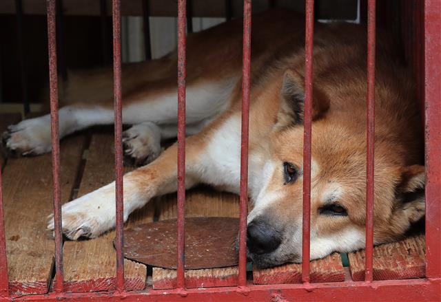 초복을 사흘 앞둔 9일 대구 북구 칠성시장 안쪽 개시장에 식용견이 철창에 갇혀 있다. 동물보호단체 회원들은 초복인 12일 정오부터 칠성시장에서 개시장 폐쇄를 촉구하고 개 도살 반대 집회를 예고해 상인들과 한차례 갈등이 예상된다. 2019.7.9 뉴스1