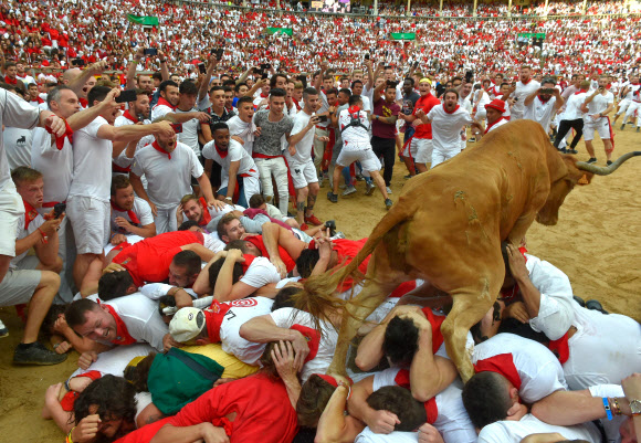 A heifer bull jumps over participants in the bullring after the second bullrun the San Fermin festival in Pamplona, northern Spain on July 8, 2019. - On each day of the festival six bulls are released at 8:00 a.m. (0600 GMT) to run from their corral through the narrow, cobbled streets of the old town over an 850-meter (yard) course. Ahead of them are the runners, who try to stay close to the bulls without falling over or being gored. AFP=연합뉴스