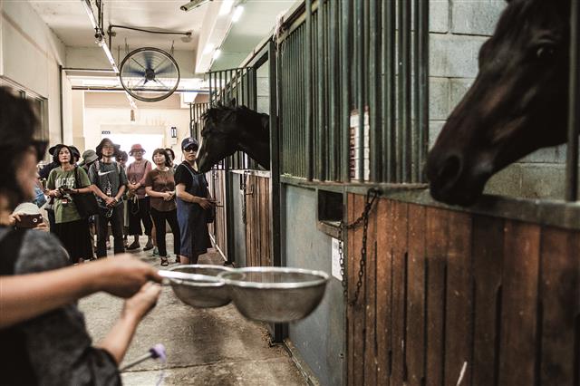 서울경찰기마대 안 마구간에서 참석자들이 말 먹이를 주면서 즐거워하고 있다.