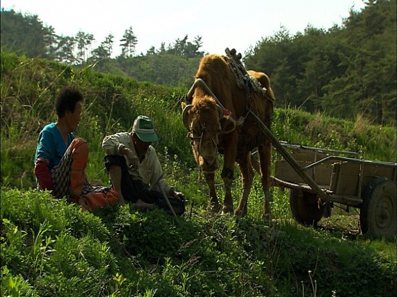 영화 워낭소리 스틸컷. 서울신문 포토라이브러리  