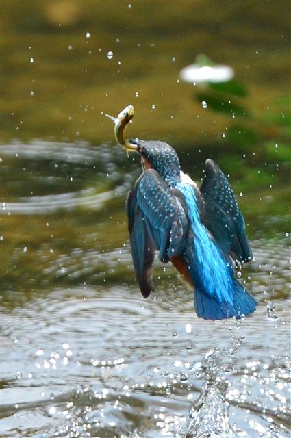 4일 물총새 한마리가 경북 영천시 북영천 인근 계곡에서 먹잇감 사냥에 한창이다. 2019.7.14 뉴스1