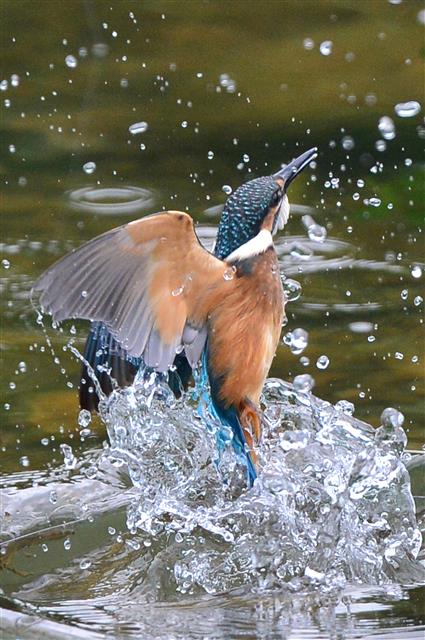 14일 물총새 한마리가 경북 영천시 북영천 인근 계곡에서 먹잇감 사냥에 한창이다. 2019.7.14 뉴스1