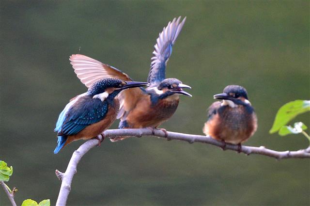 14일 물총새 가족이 경북 영천시 북영천 인근 계곡에서 먹잇감 사냥을 준비하고 있다. 2019.7.14 뉴스1