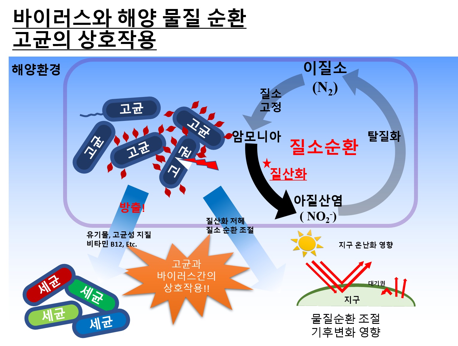 고세균의 해양 생태계의 물질순환 모식도  해양 고세균은 암모니아를 산화시켜 에너지를 얻고, 이산화탄소를 고정시켜 유기물을 만드는 역할을 한다. 암모니아 산화 과정에서 아산화질소를 생산해 온실효과를 유발하는 주요 미생물이다. 바이러스에 의해 감염된 고세균은 유기물 및 비타민 B12와 같은 다양한 물질을 방출하고, 질산화와 아산화질소 생산이 감소함으로써, 생태계의 물질 순환에 중요한 역할을 할 것으로 추정된다.<br><br>충남대 제공