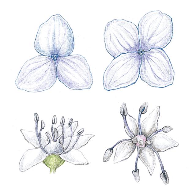 산수국 꽃은 가장자리에서 곤충을 유인하는 중성화(위)와 암술과 수술이 있어 생식기능을 하는 양성화(아래), 두 가지가 있다.