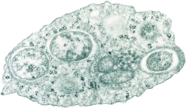세균 ‘볼바키아’. 위피피디아 제공
