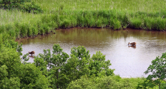 도보 안보견학 코스가 만들어질 예정인 철원 육군 6사단 DMZ에 있는 ‘고라니 연못’에서 고라니들이 물을 마시고 있다. 철원 정연호 기자 tpgod@seoul.co.kr