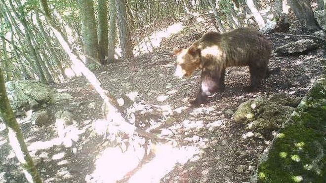 탈출 이틀 뒤 이탈리아 북부 마르졸라 숲에 설치된 감시 카메라에 포착된 갈색 곰 M49의 모습. 트렌토 공보실 제공 BBC 홈페이지 캡처