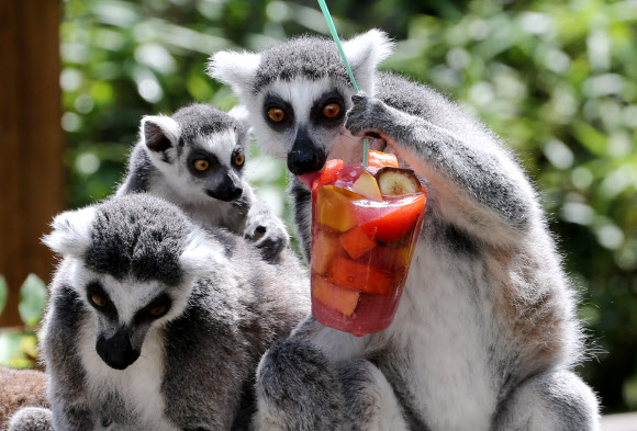 “이맛이야”…동물들의 폭염나기