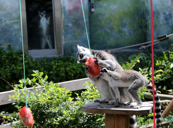 동물들의 폭염나기