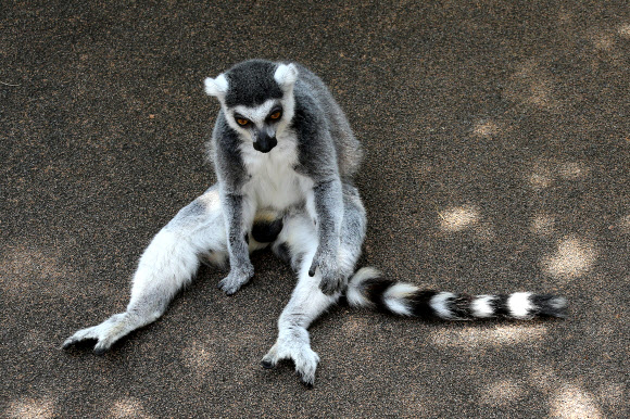 이 폭염엔 “만사가 싫다”