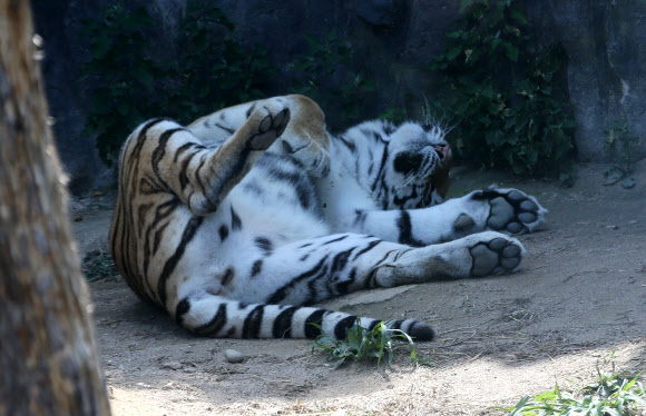“낮잠이 최고야”…동물들의 폭염나기