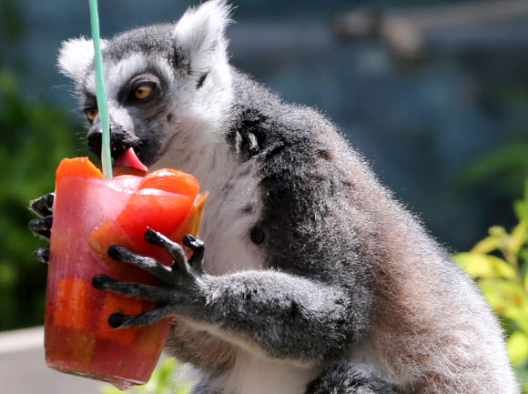 “바로 이 맛이야”…동물들의 폭염나기