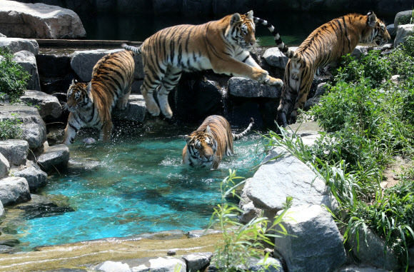 동물들의 여름나기