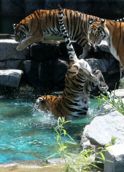 시베리아호랑이들의 폭염나기