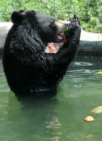 폭염엔 특식이 최고