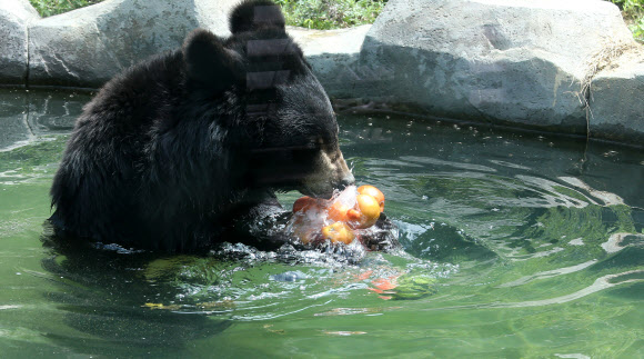 폭염엔 특식이 최고