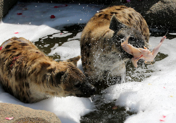 하이에나들의 폭염나기